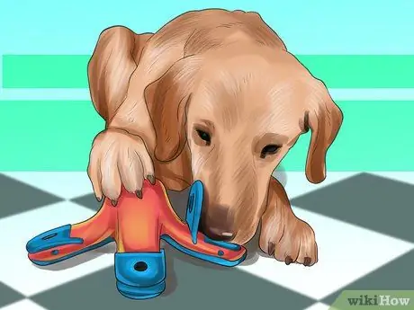 Уменьшить вой у пожилых собак Шаг 11