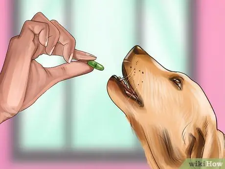 Уменьшить вой у пожилых собак Шаг 5