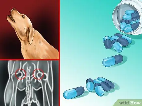 Уменьшить вой у пожилых собак Шаг 6