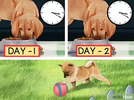 Уменьшить вой у пожилых собак Шаг 9