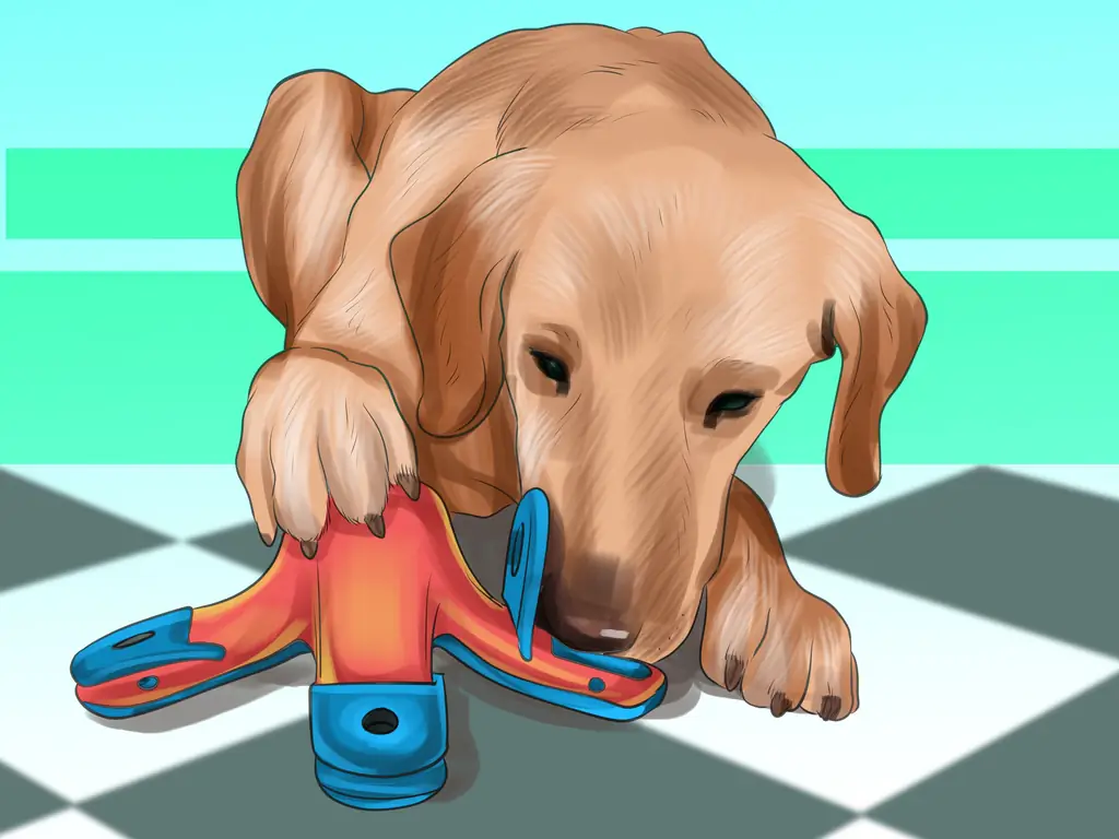 3 способа уменьшить вой у пожилых собак