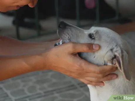Научите упрямую собаку сесть Шаг 3