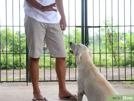 Научите упрямую собаку сесть Шаг 4