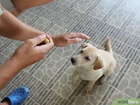 Научите упрямую собаку сесть Шаг 6