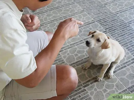 Учите упрямую собаку сесть Шаг 7