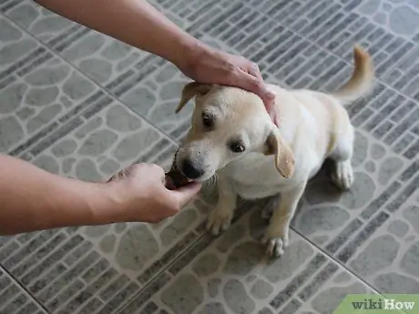 Учите упрямую собаку сесть Шаг 8