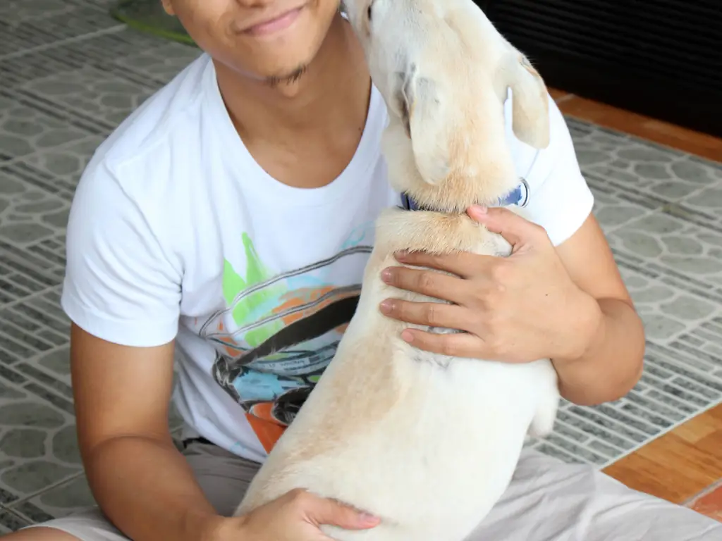 3 способа научить упрямую собаку садиться