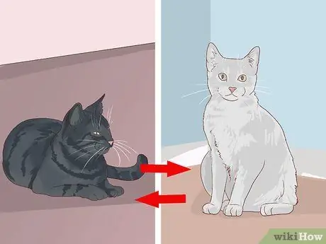 Познакомьте нового кота с другими кошками Шаг 4 Познакомьте нового кота с другими кошками Шаг 4