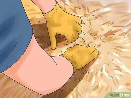 Как предотвратить кошки в саду Шаг 14