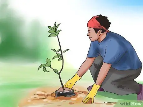 Как предотвратить кошки в саду Шаг 15