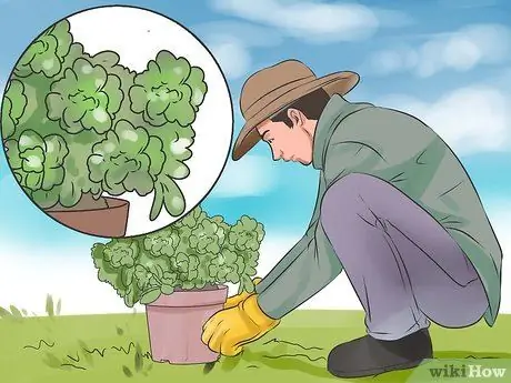 Как предотвратить кошки в саду Шаг 9