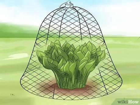 Не подпускайте кошек Шаг 7