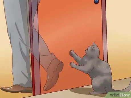 Дисциплина кошек, шаг 12