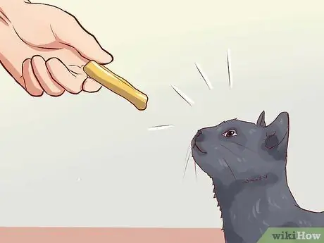 Дисциплина кошек, шаг 2