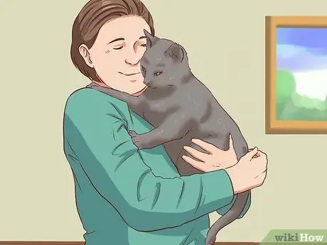 Дисциплина кошек, шаг 3