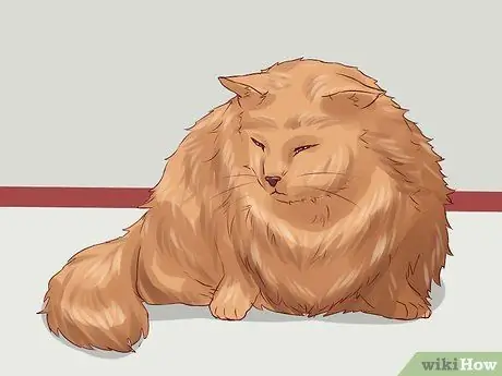 Дисциплина кошек, шаг 5