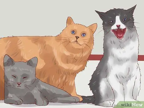 Дисциплина кошек, шаг 7