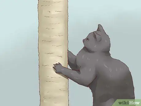 Дисциплина кошек, шаг 8