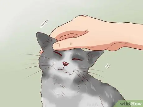 Дисциплина кошек Шаг 9