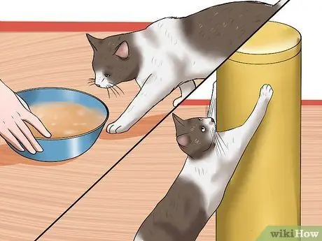 Решение проблем с подносом для кошачьего туалета Шаг 6