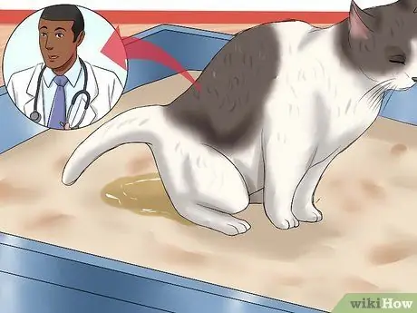 Решение проблем с подносом для кошачьего туалета Шаг 7