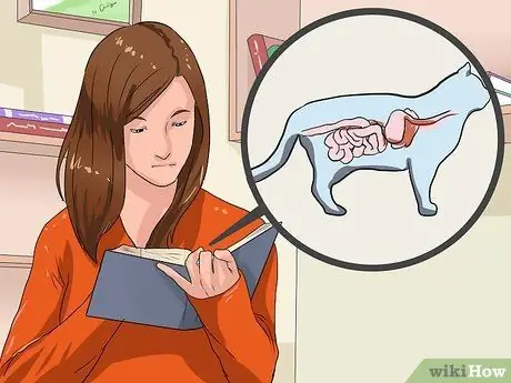 Дисциплинируйте свою кошку или котенка Шаг 1