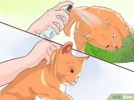 Дисциплинируйте свою кошку или котенка Шаг 4