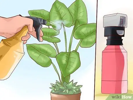 Дисциплинируйте свою кошку или котенка Шаг 6