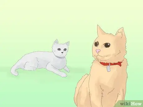 Не дать кошке убежать, когда она перемещается Шаг 2