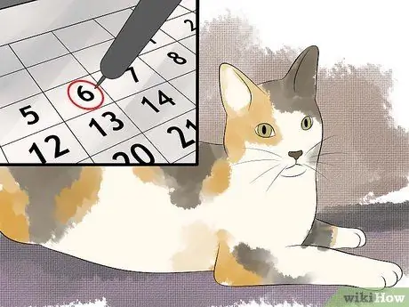 Порода кошек Шаг 10