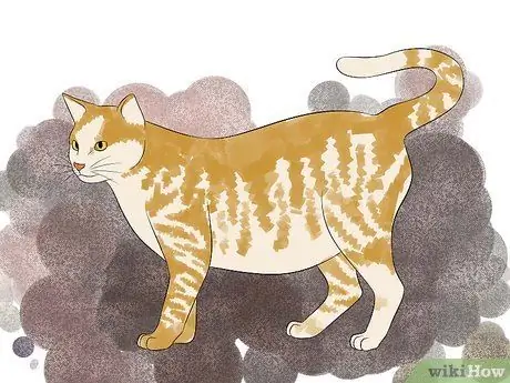 Порода кошек Шаг 12