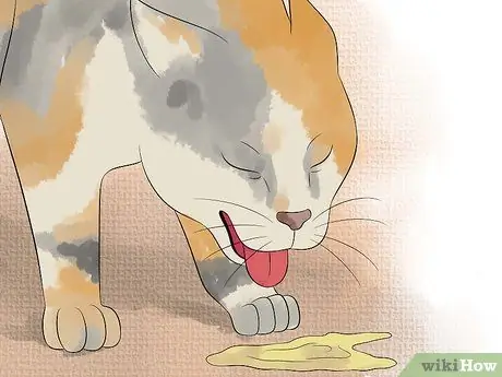 Порода кошек Шаг 13