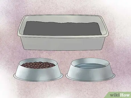 Порода кошек Шаг 15