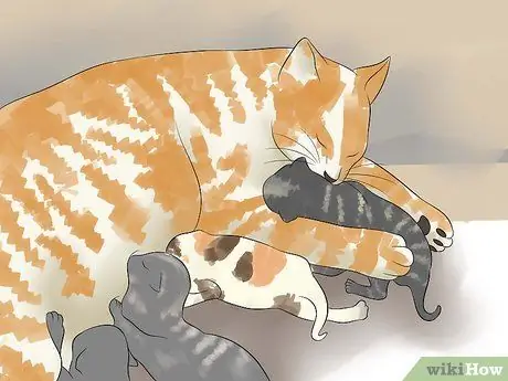 Порода кошек Шаг 17