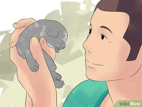 Порода кошек Шаг 19