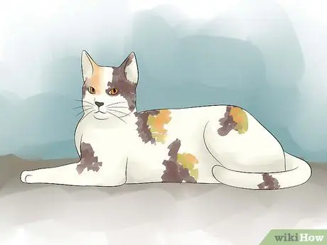 Породы кошек Шаг 3