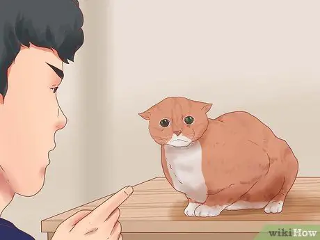 Заставьте кошку войти внутрь Шаг 4