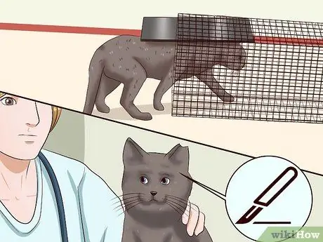 Отпугивать кошек Шаг 13