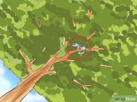 Вытащить кошку с дерева Шаг 1