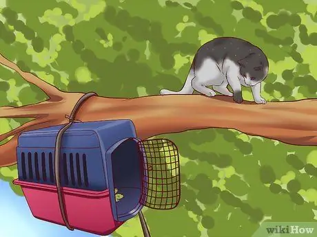 Вытащить кошку с дерева Шаг 9