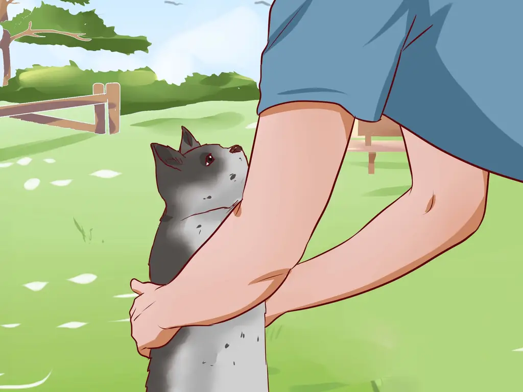 3 способа вытащить кошку с дерева