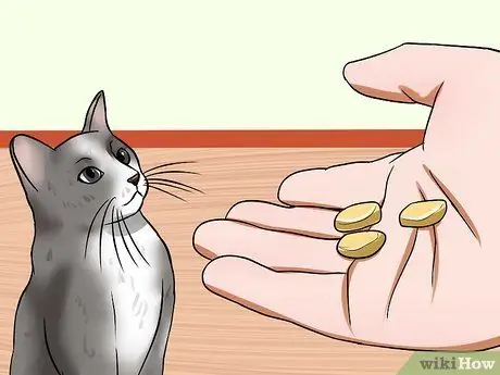 Приучите кошку приходить к вам Шаг 7