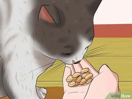 Отведите кошку к ветеринару Шаг 12