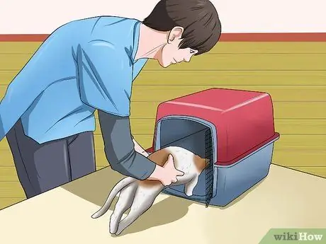 Отведите кошку к ветеринару Шаг 4