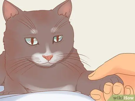 Обучение кошки-терапевта, шаг 2