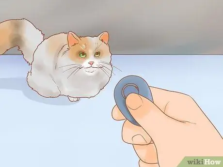 Обучение кошки-терапевта Шаг 5