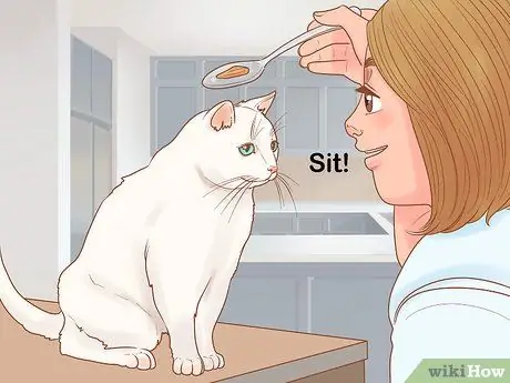 Обучение кошки-терапевта Шаг 7