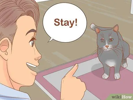 Обучение кошки-терапевта Шаг 8