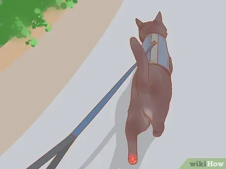 Обучение кошки-терапевта Шаг 9