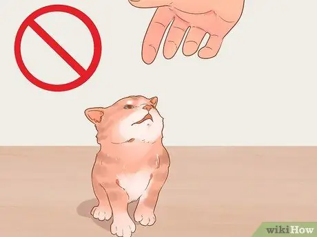 Приручить дикого котенка Шаг 1